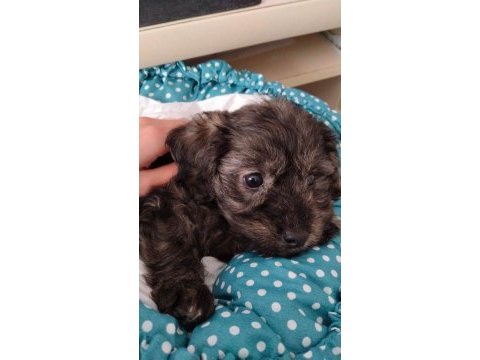 2 aylık maltipoo