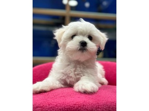 Kar beyaz maltese