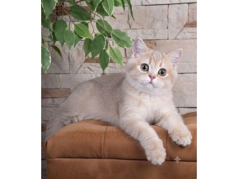 British shorthair lilac gold dişi yavru