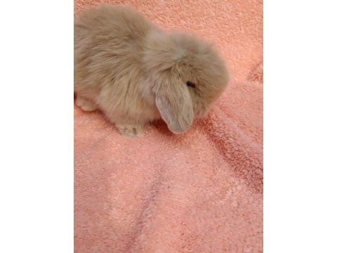 Hollanda teddy lop tavşanımız