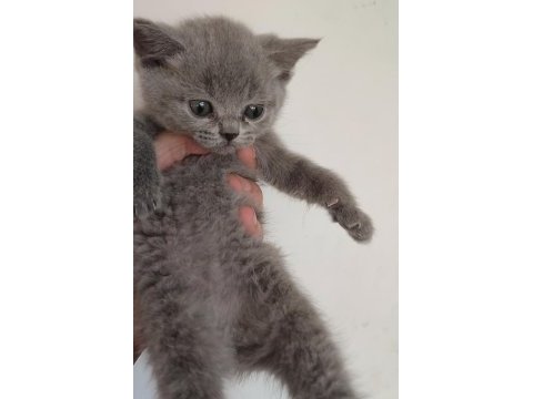 Farklı cins kediler vardır