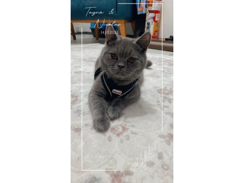 Erkek 1 yaş british shorthair