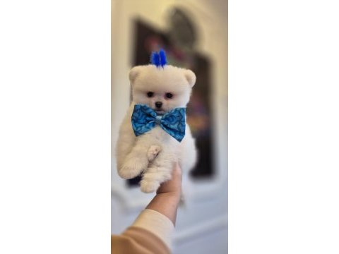 Teacup pomeranian boo dişi erkek yavrular