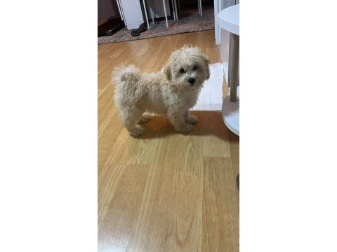4 aylık güzeller güzeli minik dişi maltipoo