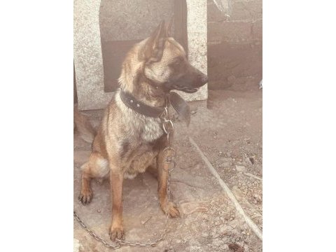 Belçika kurdu köpeğimiz