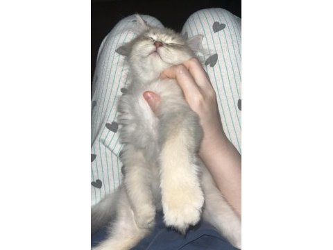 2 buçuk aylık british longhair erkek yavrum