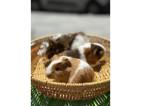 Bebek ginepigler için arayınız
