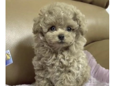Toy poodle cins yavru