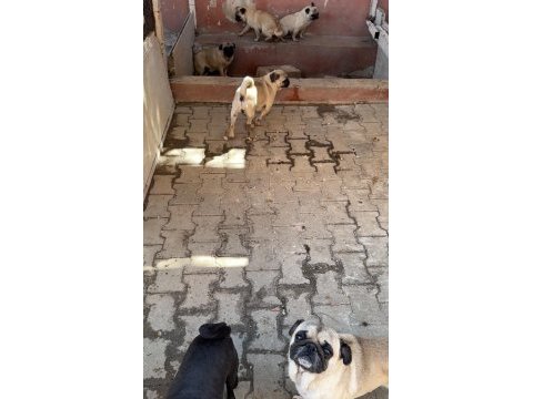 1 erkek 5 dişi damızlık pug köpekler