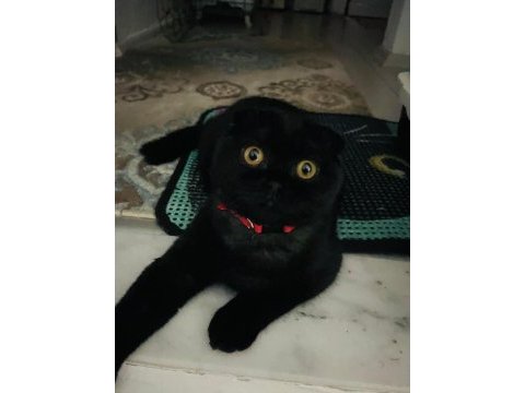 Scottish fold yavrular