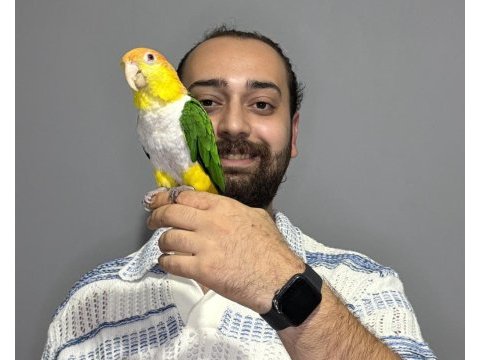 Maskot dans eden evcil oyuncu caique papağanı
