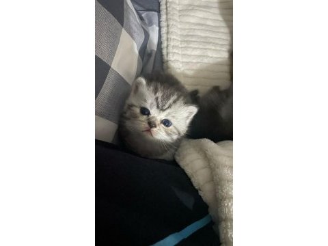 British shorthair miniklerime sıcak yuva arıyoruz