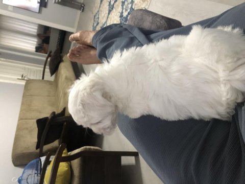 2.5 aylık minik oyuncu erkek safkan maltese
