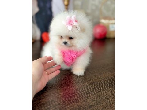Mini boy ayıcık prenses pomeranian