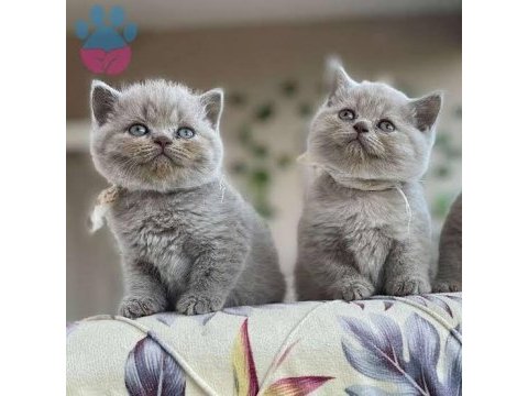 Show kalite wc eğitimli son gri british shorthair bebekler