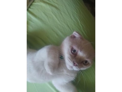 Acil 5 aylık scottish fold