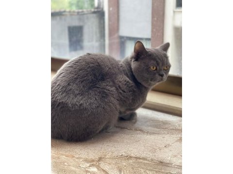 British shorthair 18 aylık erkek