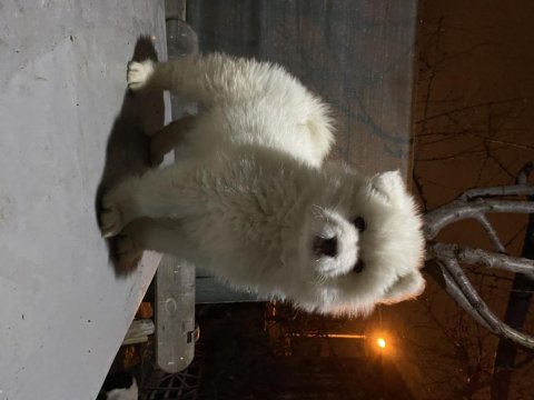 Kar beyaz samoyed yavrular