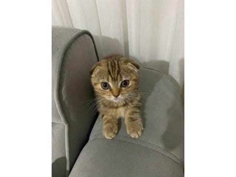 2 aylık şirin kızlar scottish fold