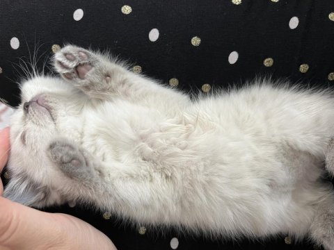 British shorthair blue point 2 aylık yavrumuz (dişi)