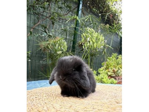 Mini lop tavşan yavruları