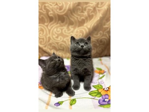 Safkan oyuncu huzur ve mutluluk verici patiler
