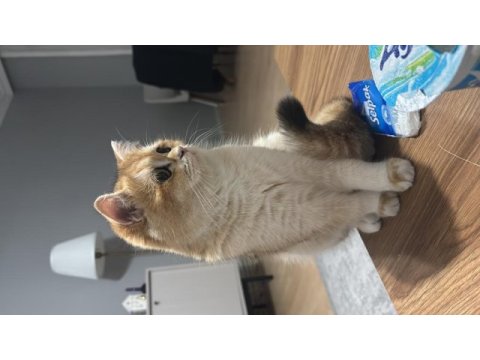 1.5 yaşında dişi british shorthair