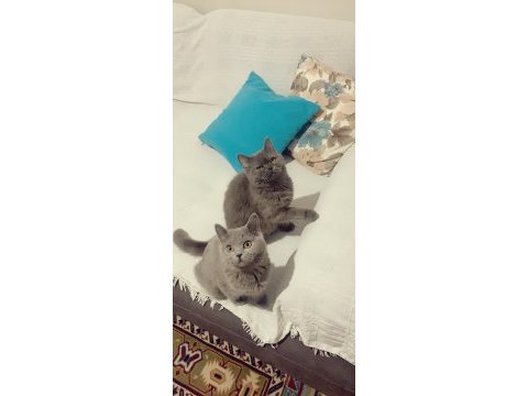 Evden show kalite british shorthair yavrularım