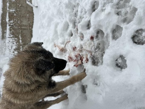 Hakiki kangal 6 aylık