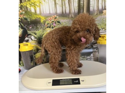Çok tatlı 11 aylık 1.700 gr teacup poodle