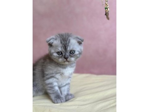 Scottish fold 1,5 aylık