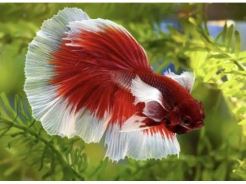 Betta balığı