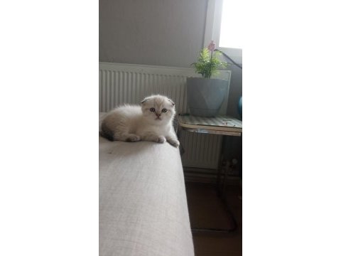 Bu yakışıklı scottish fold erkek ömürlük yuvasını arıyor