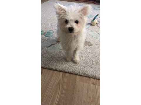 4 aylık malta terrier
