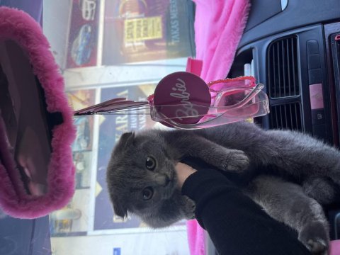 2 aylık iç dış parazitleri yapıldı british shorthair