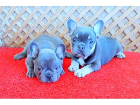 Micro french yavrular blue tan quad ve lilac tan quad
