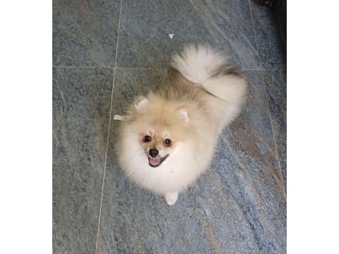 Pomeranian boo orijinal ayı uygun