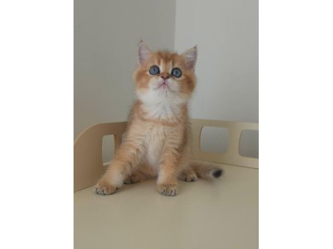 British longhair ve british shorthair kedimiz