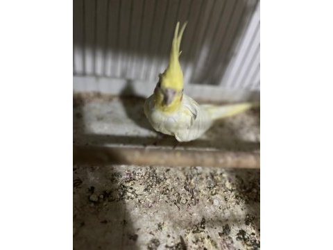 Damızlık sultan papağanı lutino