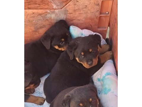 Irk garantili rottweiler bebekler
