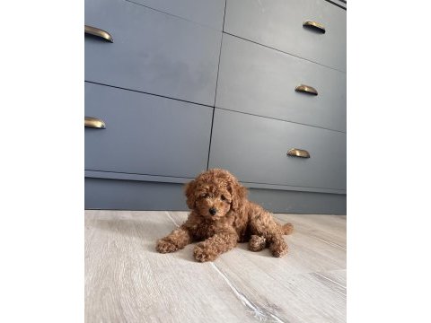 Poodle dişi 3 aylık
