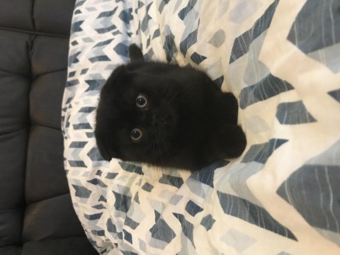 Ayı surat dik kulak scottish fold