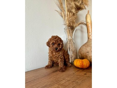 Uyguna aileden toy poodle