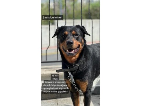 Rottweiler paşa yeni yuvasını arıyor
