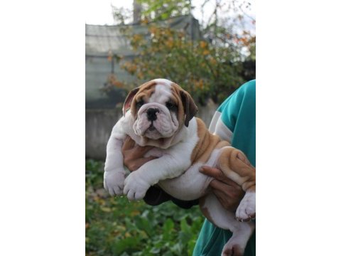 İngiliz bulldog şehirin dedikoduları