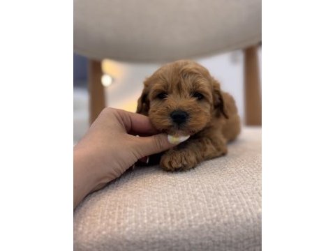 Orjinal maltipoo bebeklerim