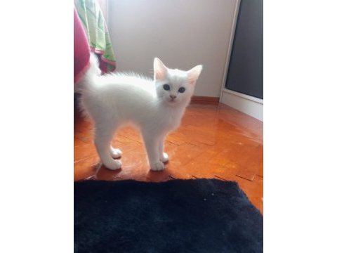 Ankara kedisi 2 aylık erkek