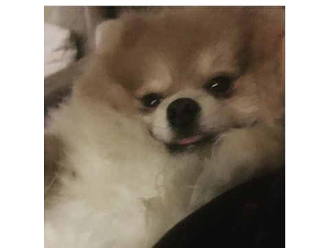 Pomeranian 3 yaşında erkek
