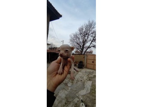 Tea cup chihuahua
