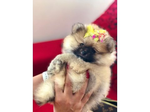 Pofuduk hanım pomeranian